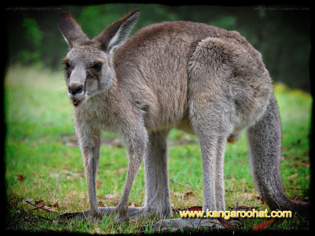 kangaroo in grassy field