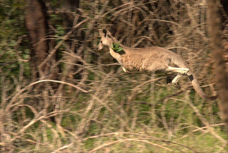 kangaroo in mid-jump