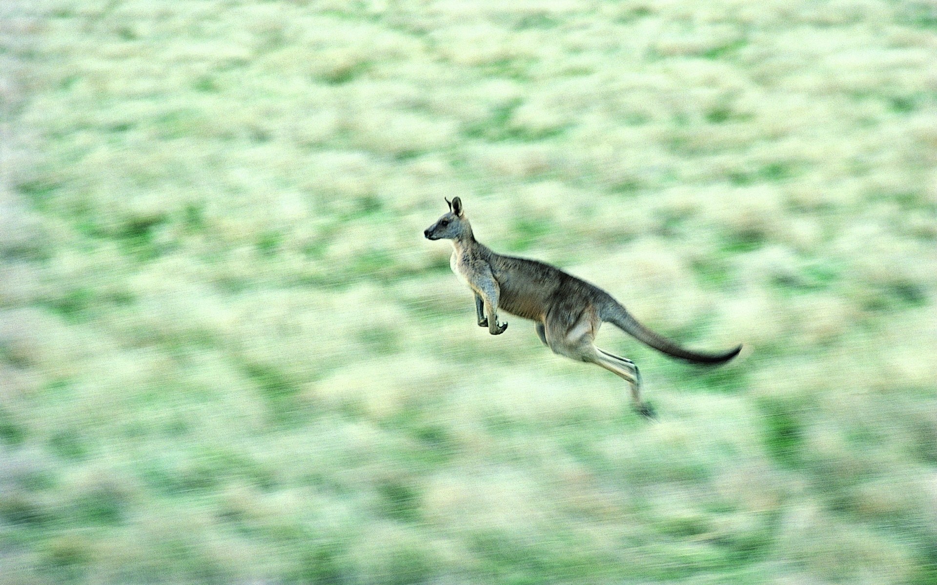 kangaroo in mid-leap