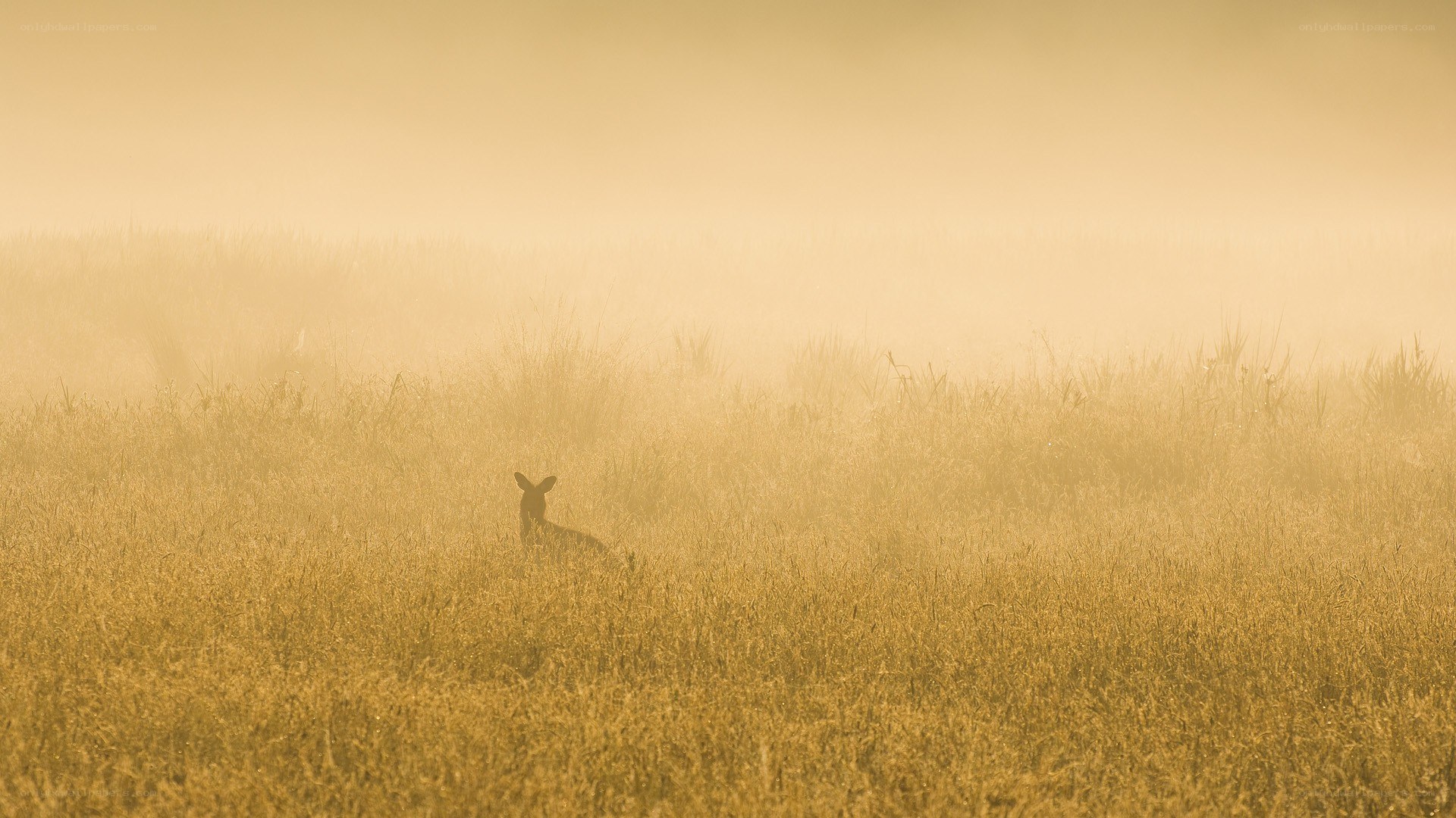 Kangaroo in misty field