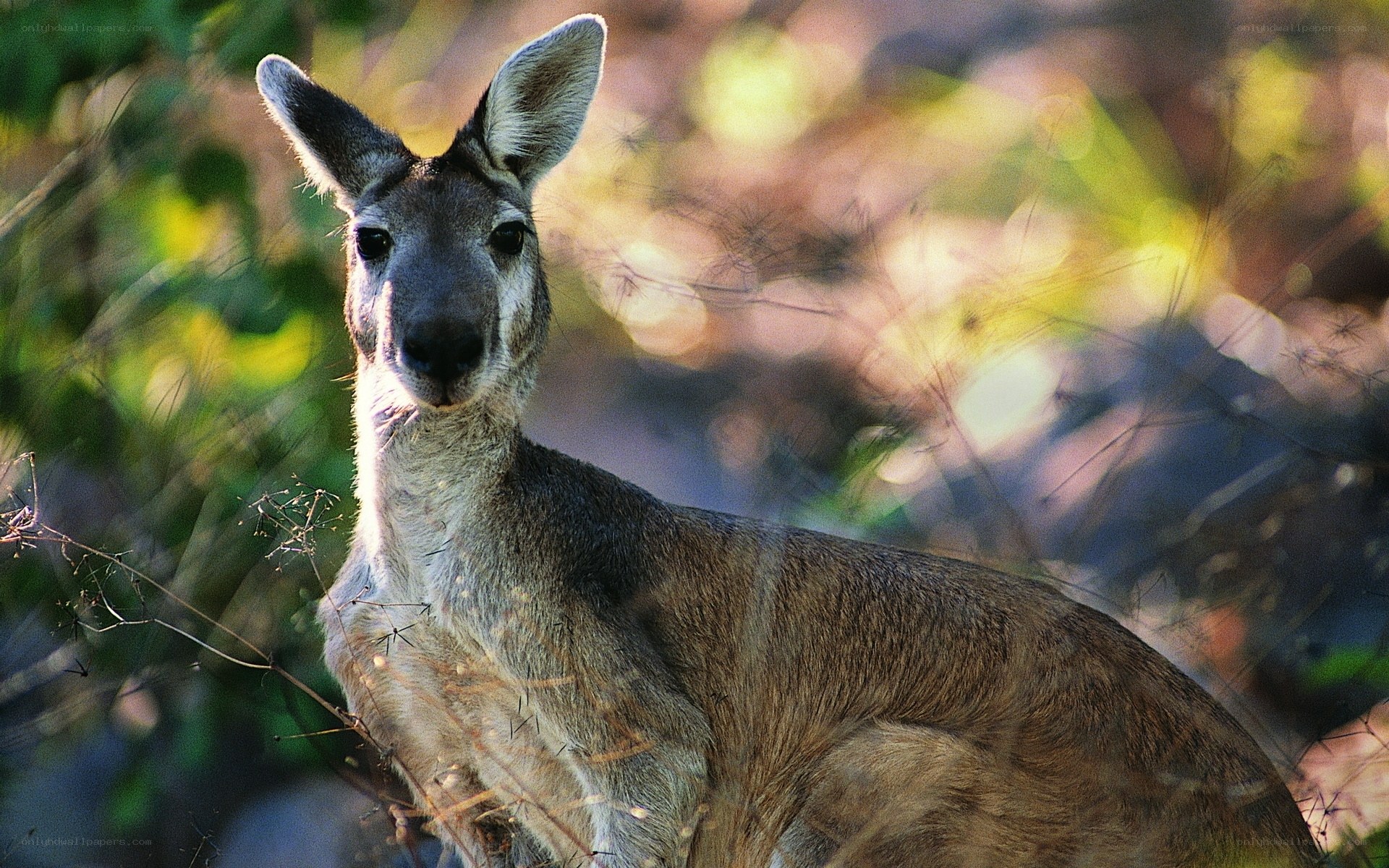 Kangaroo in natural habitat
