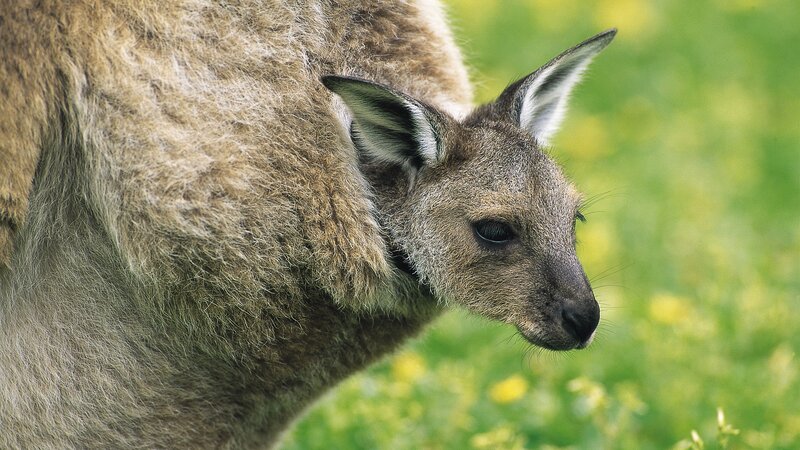 Kangaroo in Pouch