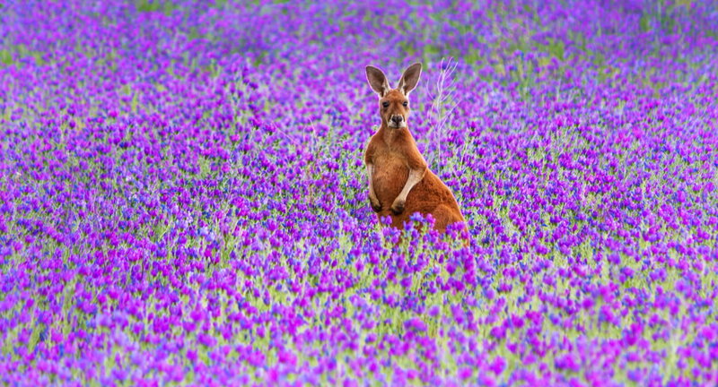 Kangaroo in Purple Flowers