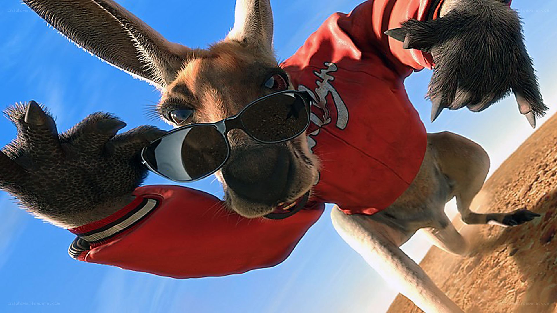 kangaroo in sunglasses