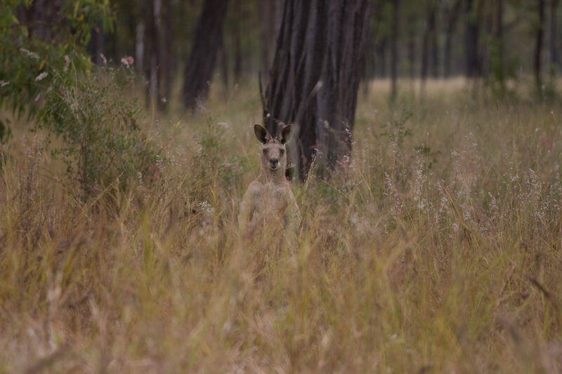 Kangaroo in tall grass