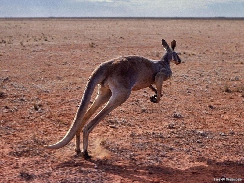 kangaroo in the outback