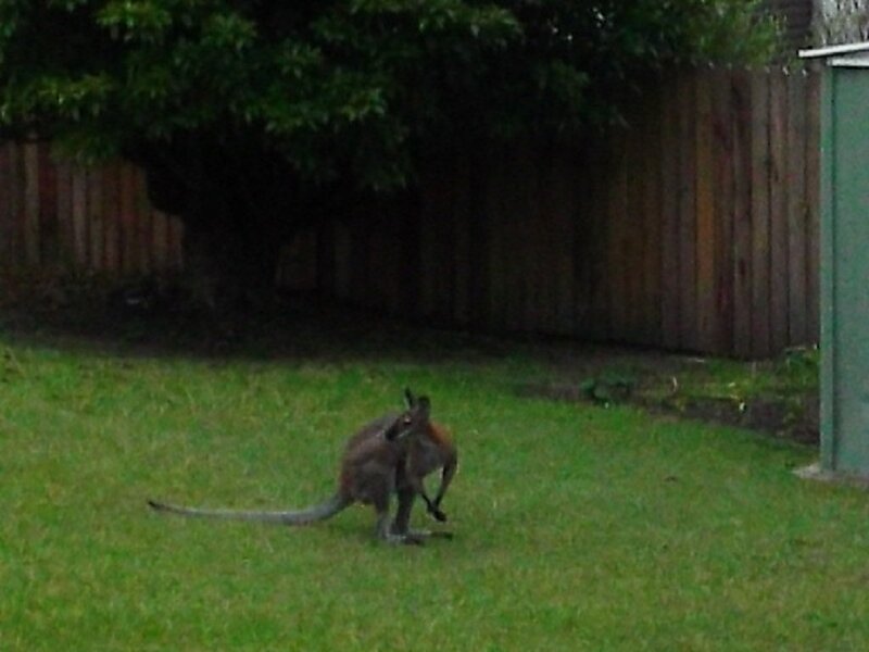 Kangaroo in Yard — Green