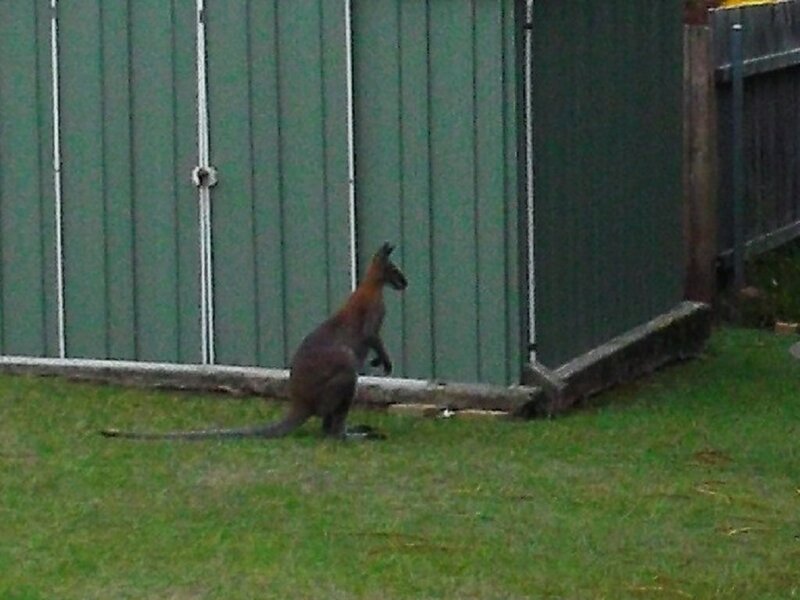 Kangaroo in Yard