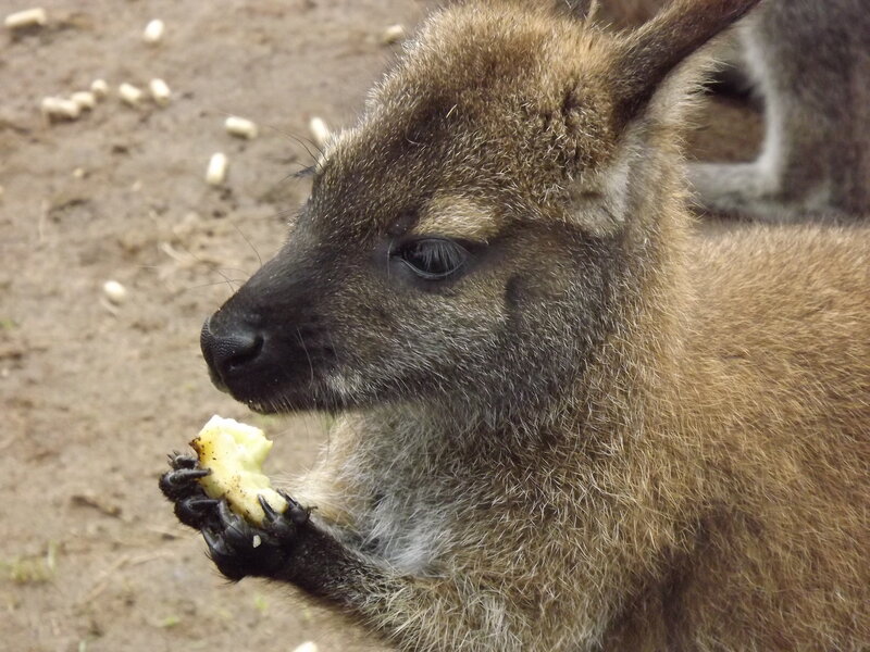 Kangaroo Joey Eating
