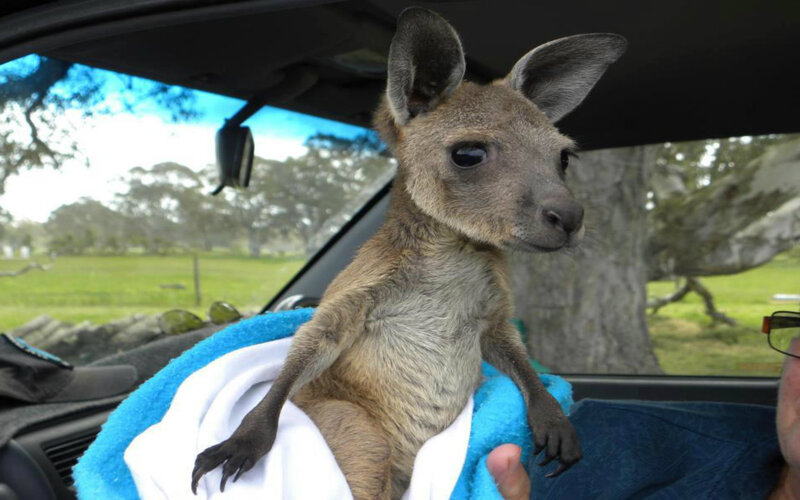 Kangaroo Joey in Car