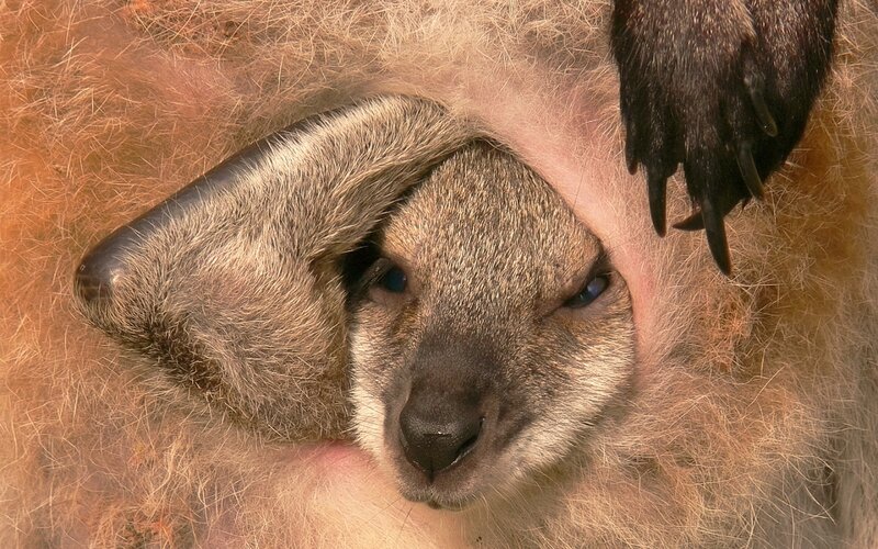 Kangaroo Joey in Pouch — Brown
