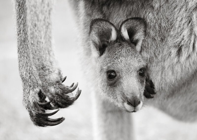 Kangaroo Joey in Pouch