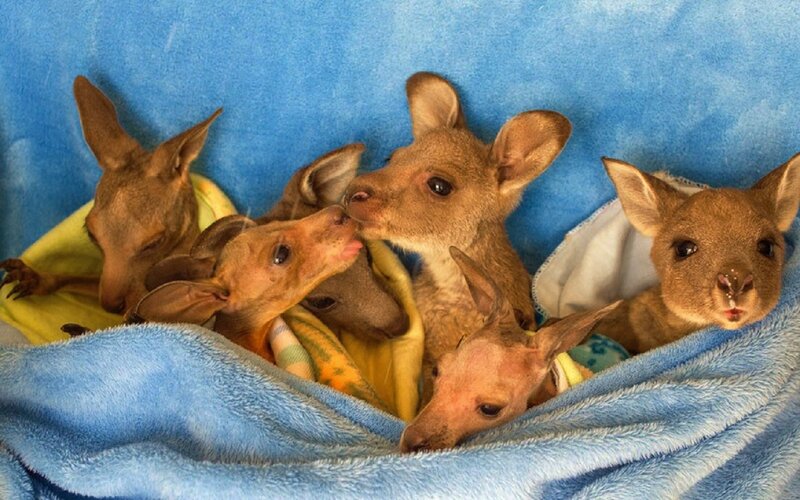 Kangaroo Joeys
