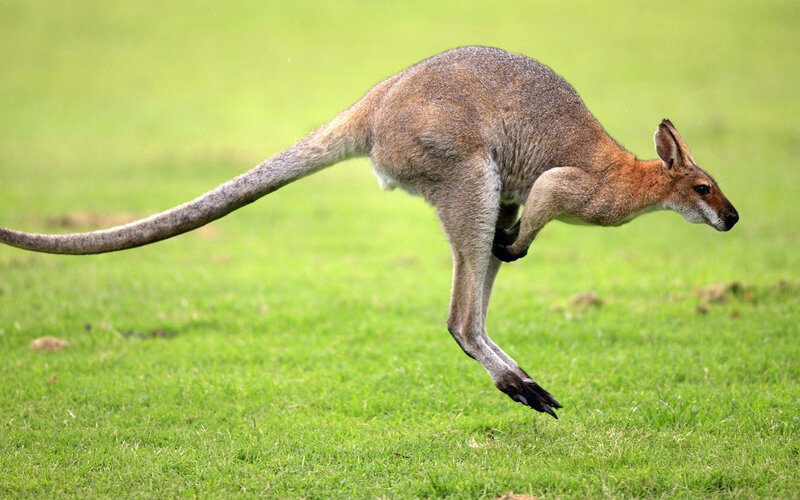 Kangaroo Jumping — Green, Active