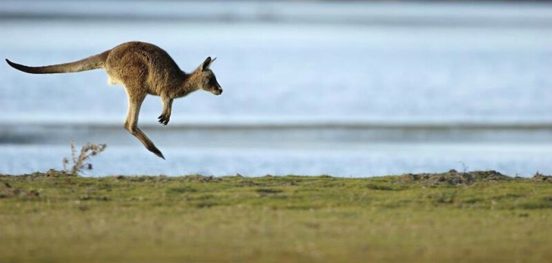 Kangaroo Jumping — Green, Calm