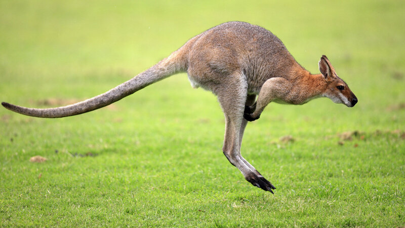 Kangaroo Jumping — Green