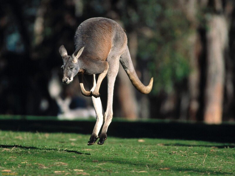kangaroo jumping in grass
