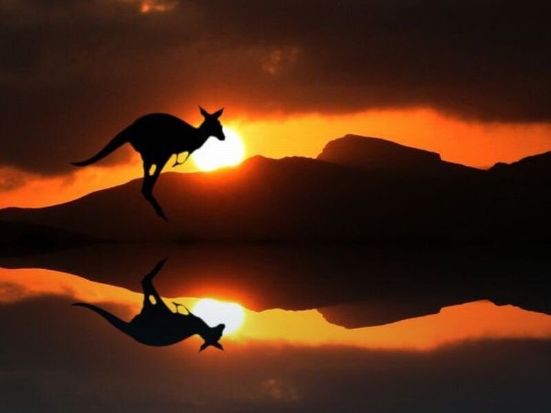Kangaroo Jumping — Orange