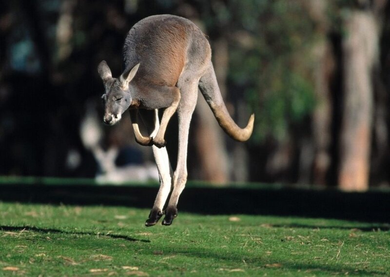 Kangaroo Jumping