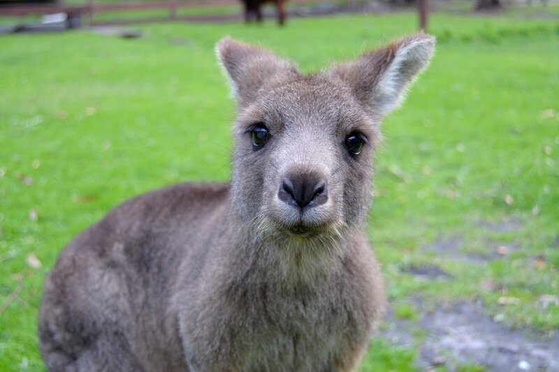 kangaroo looking at camera