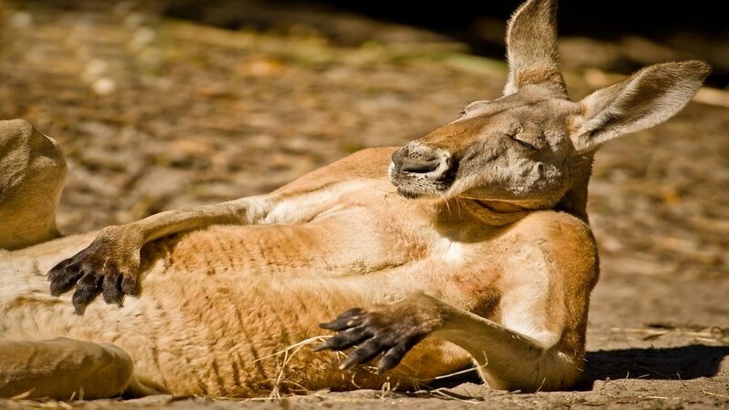 Kangaroo Lying Down