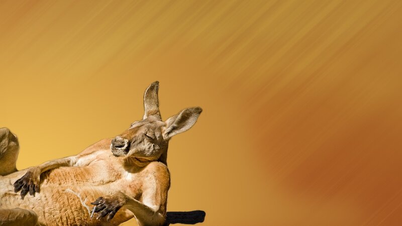 Kangaroo Lying Down — Yellow