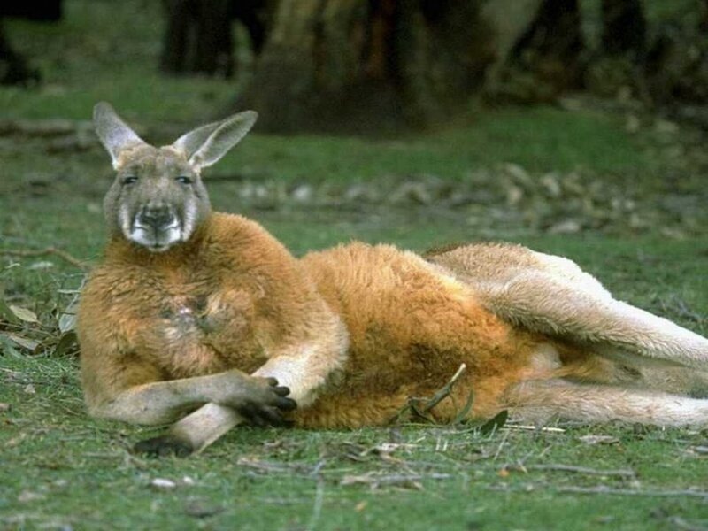Kangaroo Lying on Grass — Brown