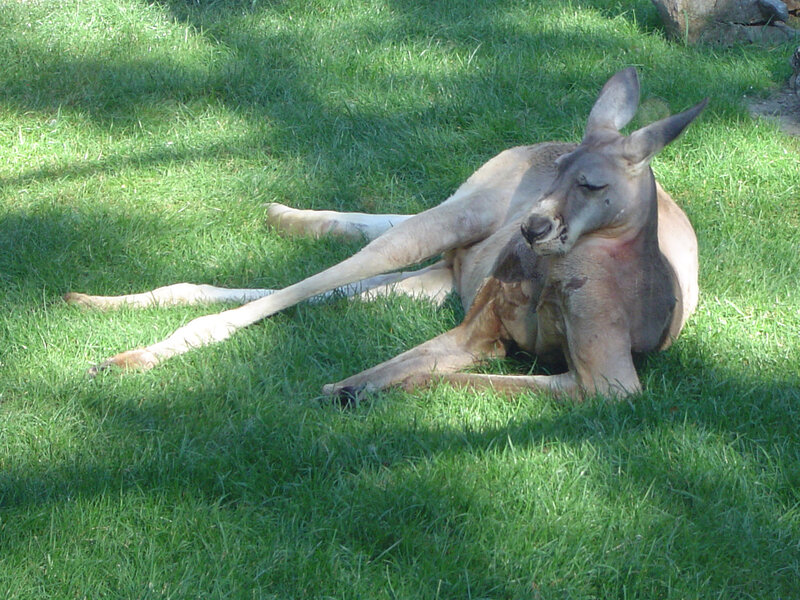 Kangaroo Lying on Grass — Green