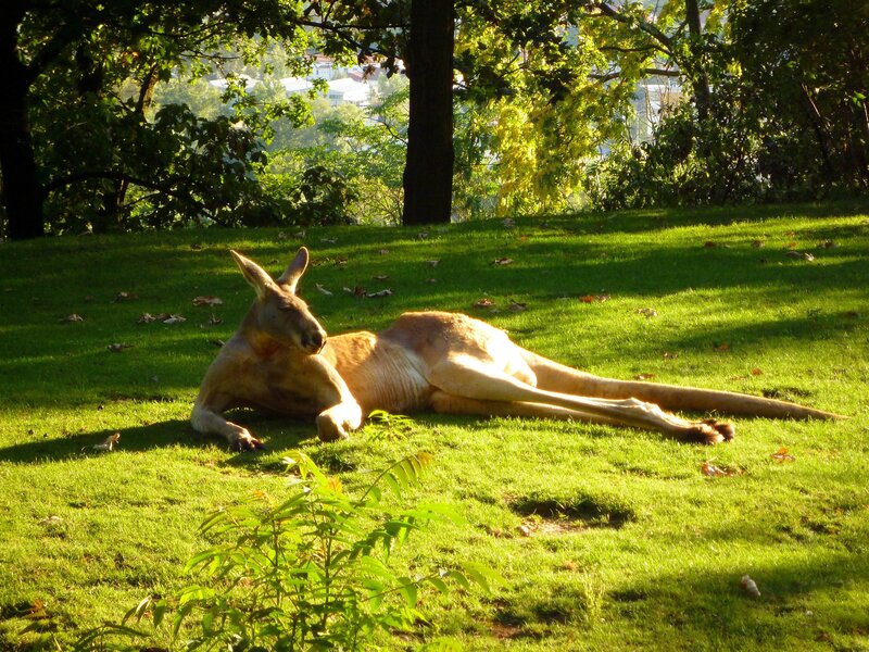 Kangaroo Lying on Grass