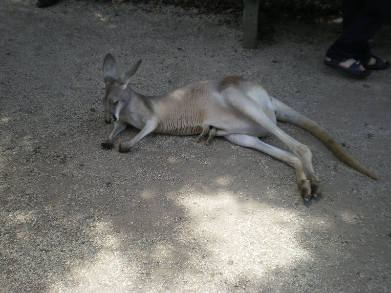 Kangaroo Lying on Ground