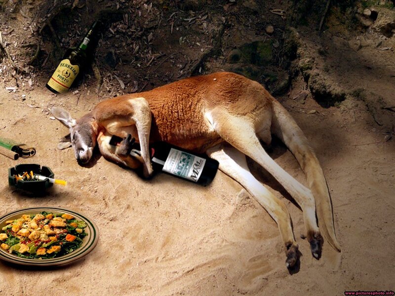 Kangaroo Lying on Sand