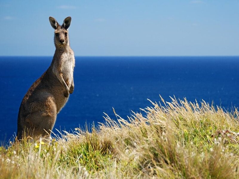 Kangaroo on a cliff overlooking the ocean
