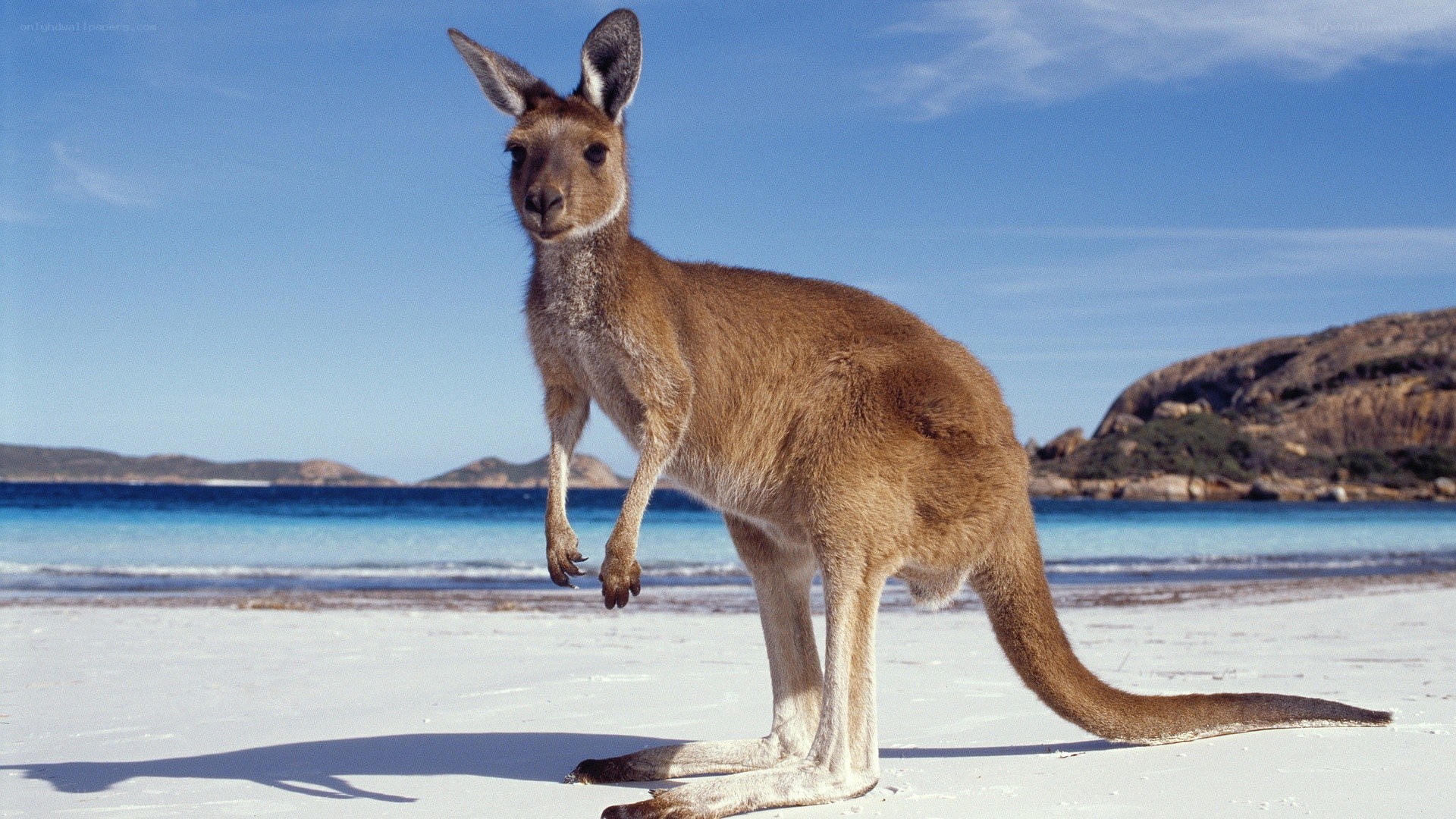 kangaroo on a sandy beach