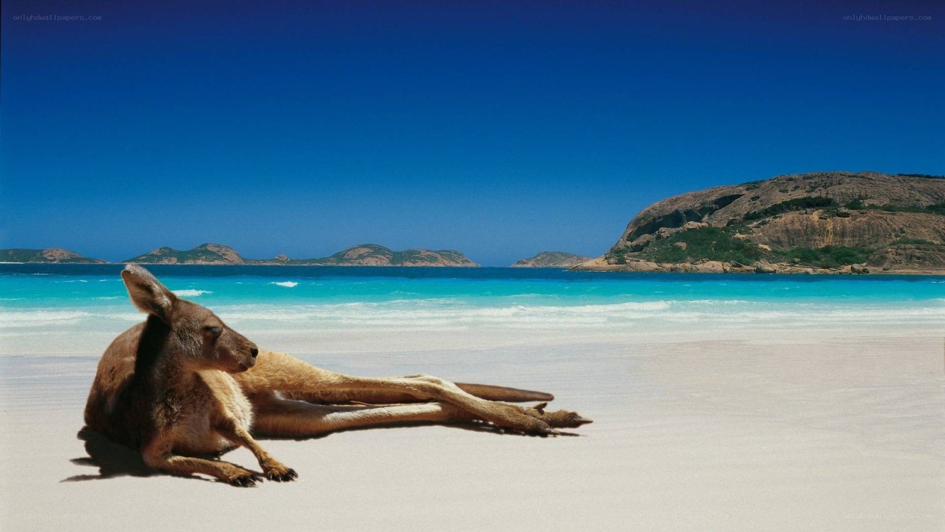 kangaroo on a tropical beach