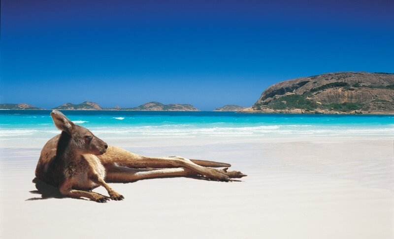 kangaroo on a tropical beach