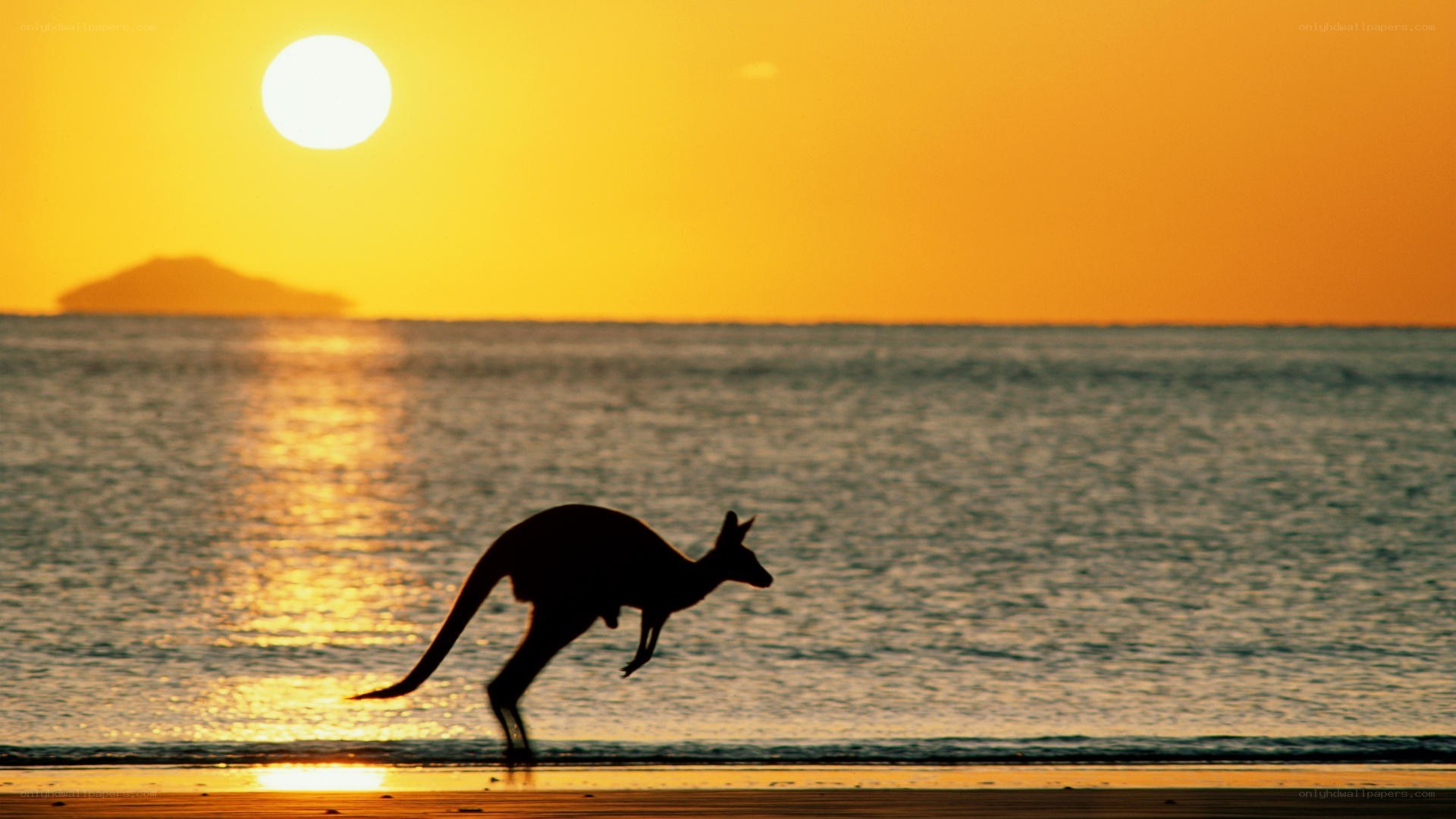 kangaroo on beach at sunset