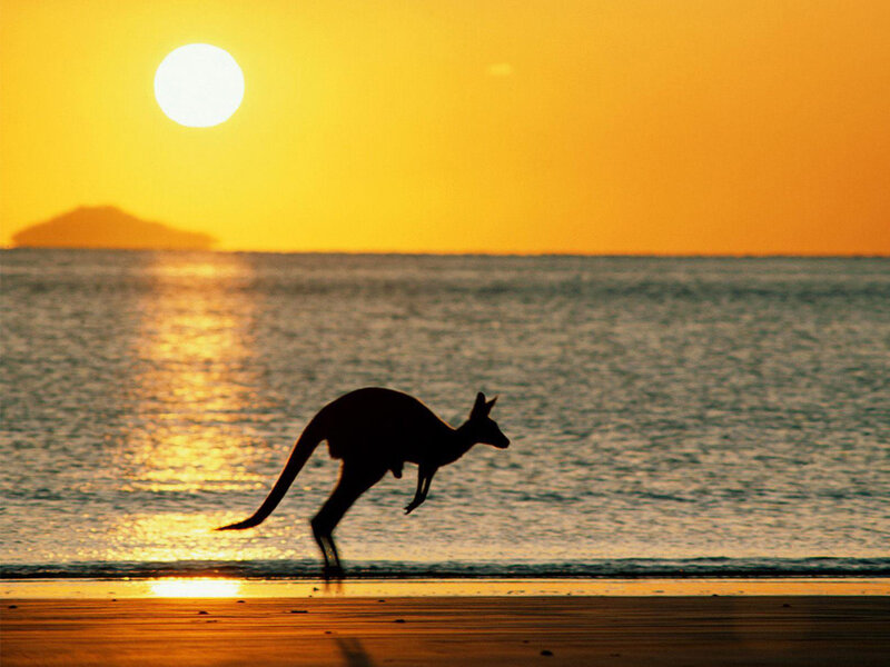 kangaroo on beach at sunset