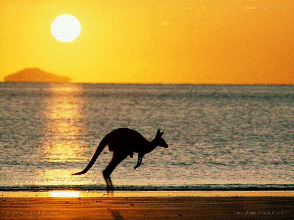 kangaroo on beach at sunset