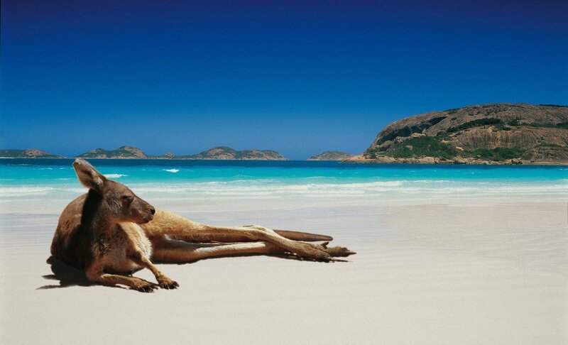 Kangaroo on Beach — Blue, Serene, Afternoon