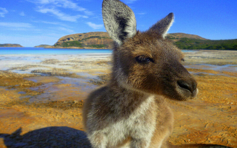 Kangaroo on Beach — Blue, Serene