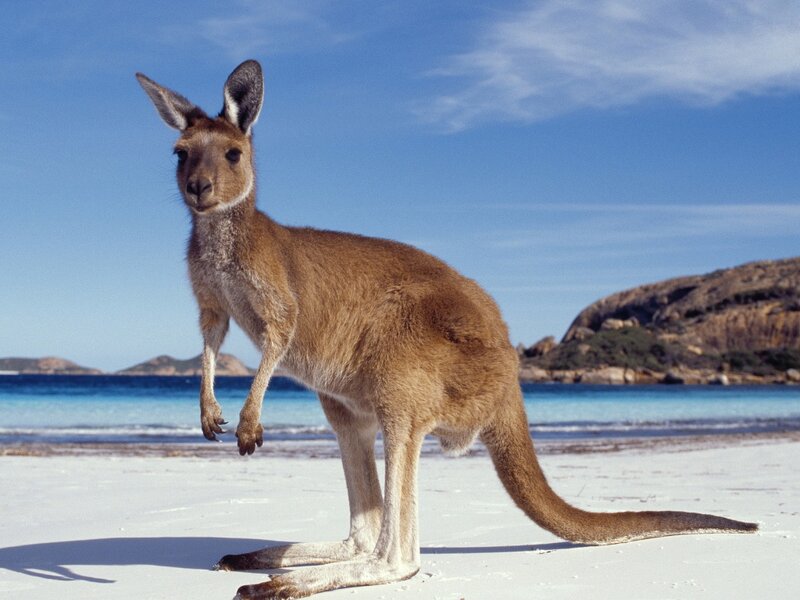 Kangaroo on Beach — Blue