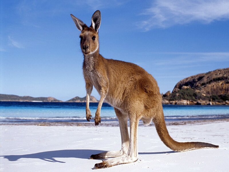 Kangaroo on Beach — Brown