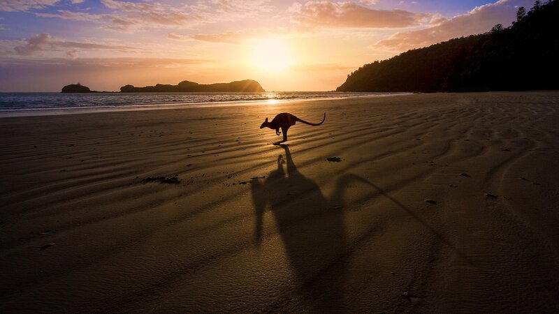 Kangaroo on Beach — Orange, Serene