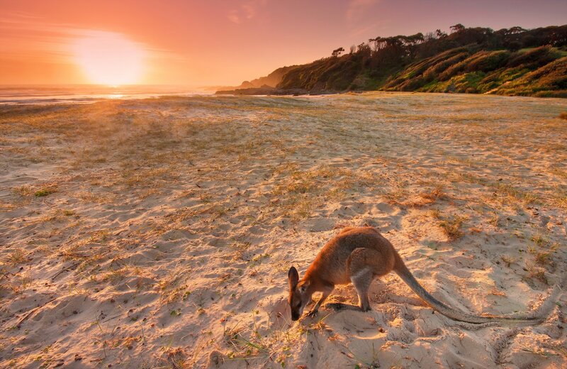 Kangaroo on Beach — Orange