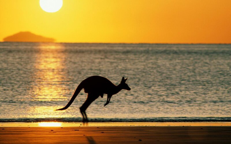 Kangaroo on Beach — Sunset