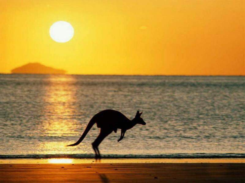 Kangaroo on Beach