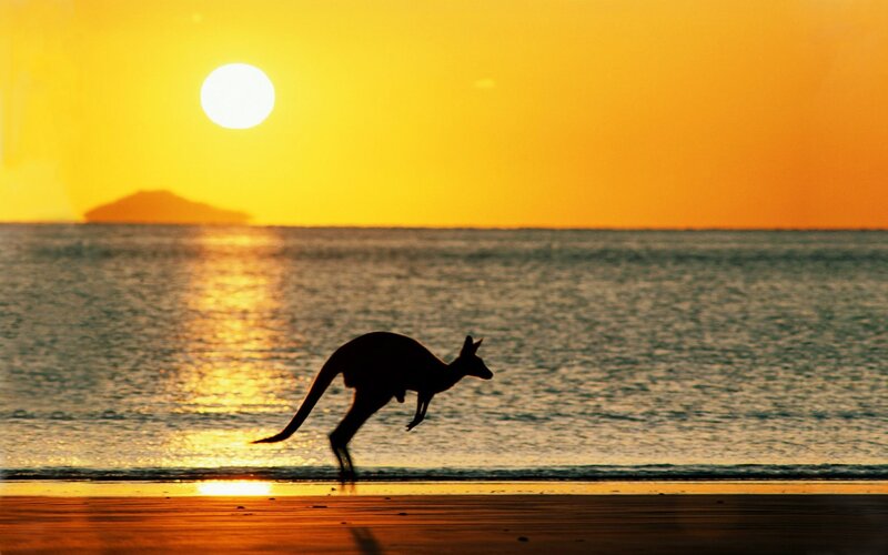 Kangaroo on Beach — Yellow, Serene, Sunset, Photograph, Sun, Ocean, Island, Orange, Black