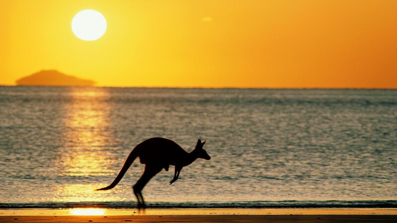 Kangaroo on Beach — Yellow, Serene, Sunset, Photograph, Sun, Ocean, Island