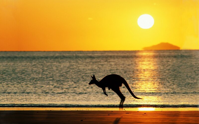 Kangaroo on Beach — Yellow, Serene, Sunset, Photograph