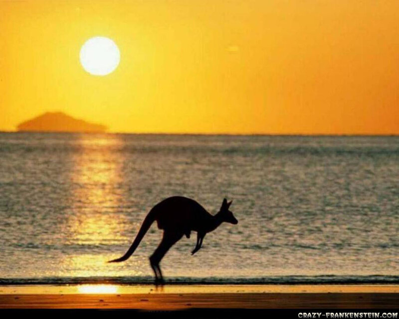 Kangaroo on Beach — Yellow, Serene, Sunset